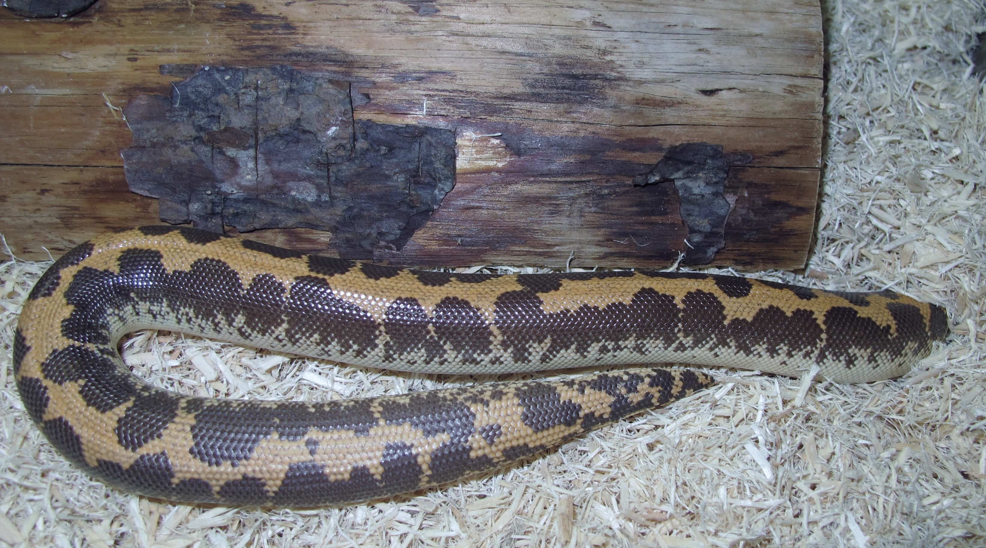 Kenyan Sand Boa