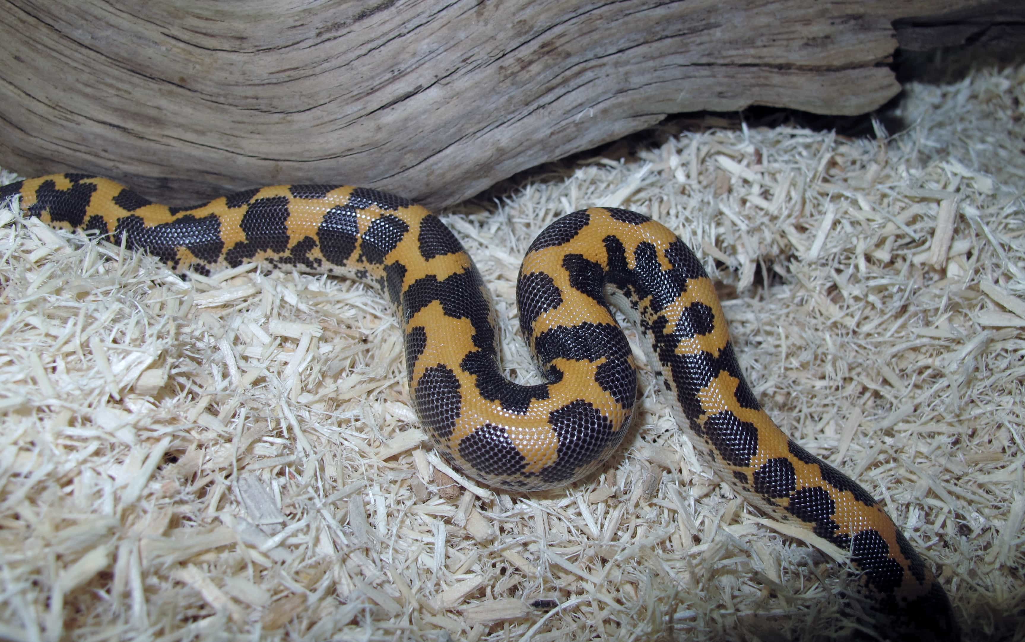 Kenyan Sand Boa