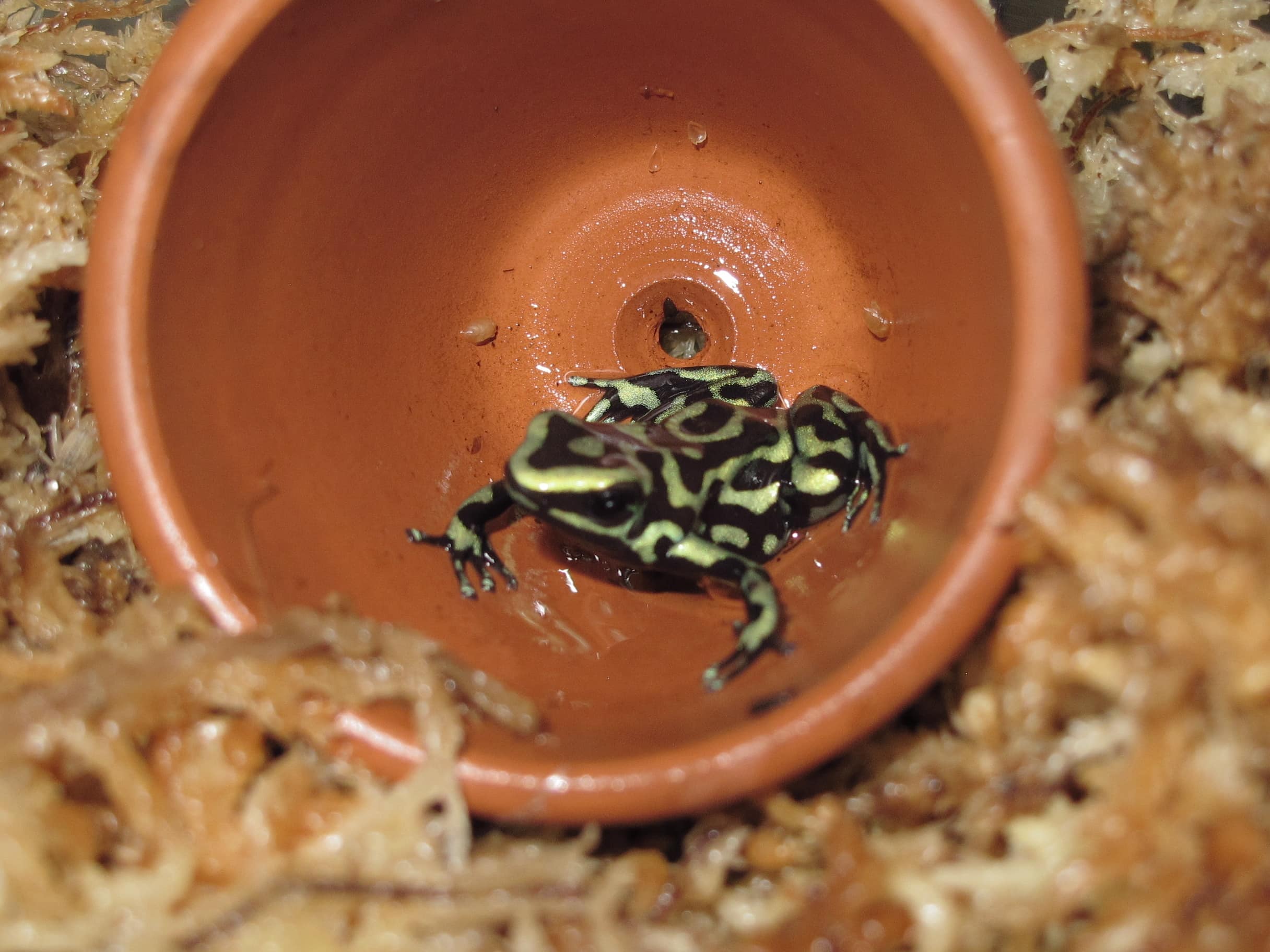 Reticulated Green and Black Auratus Poison Arrow Frogs