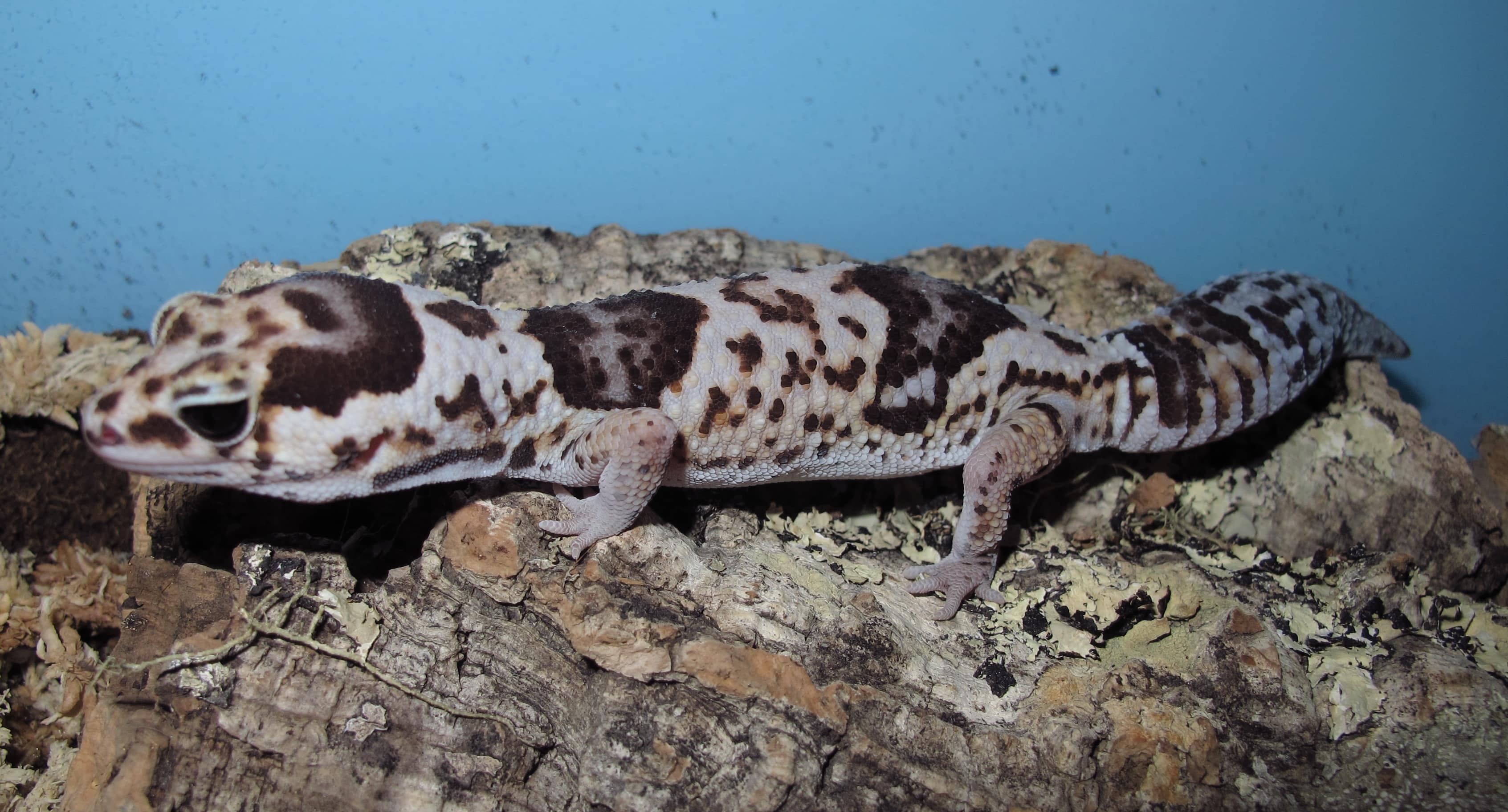 African Fat Tail Geckos