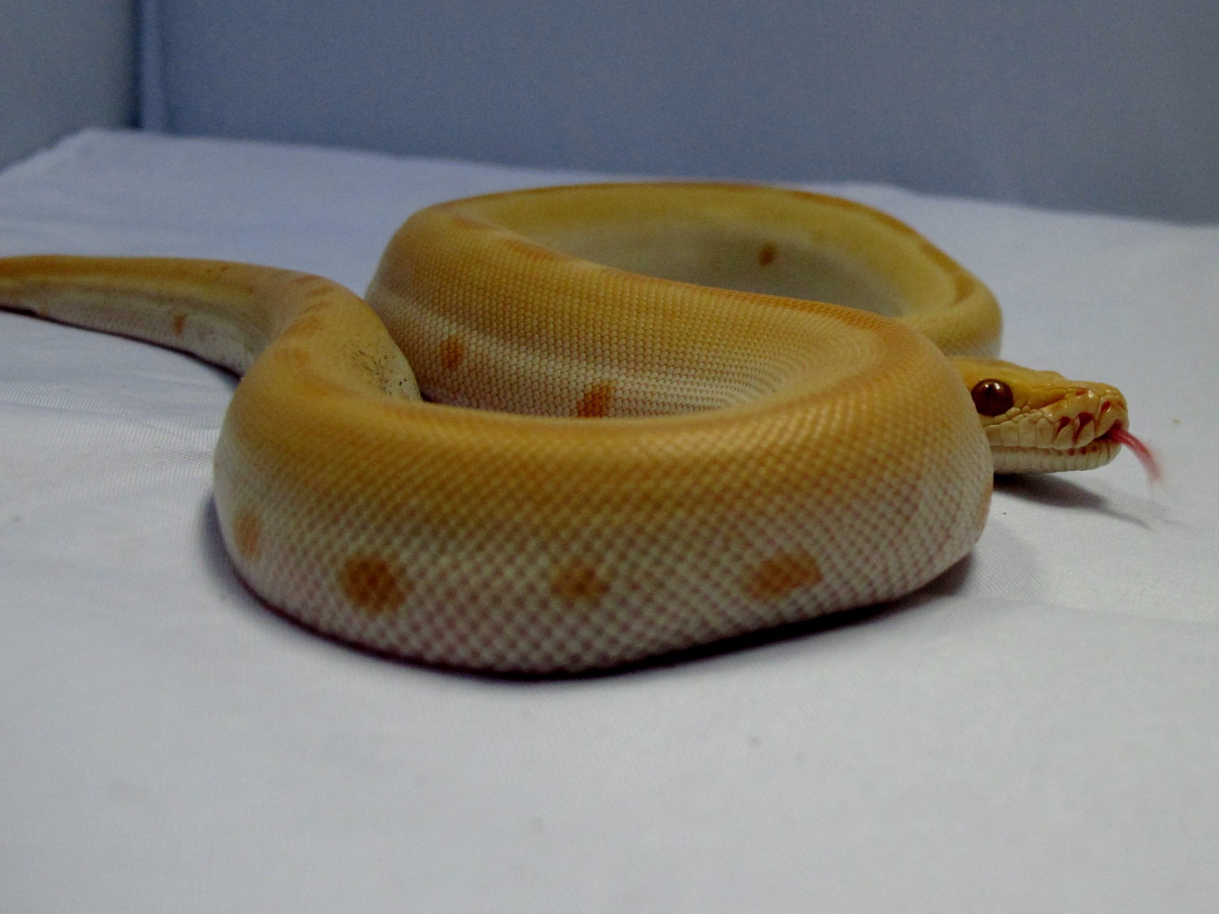 Burmese Python