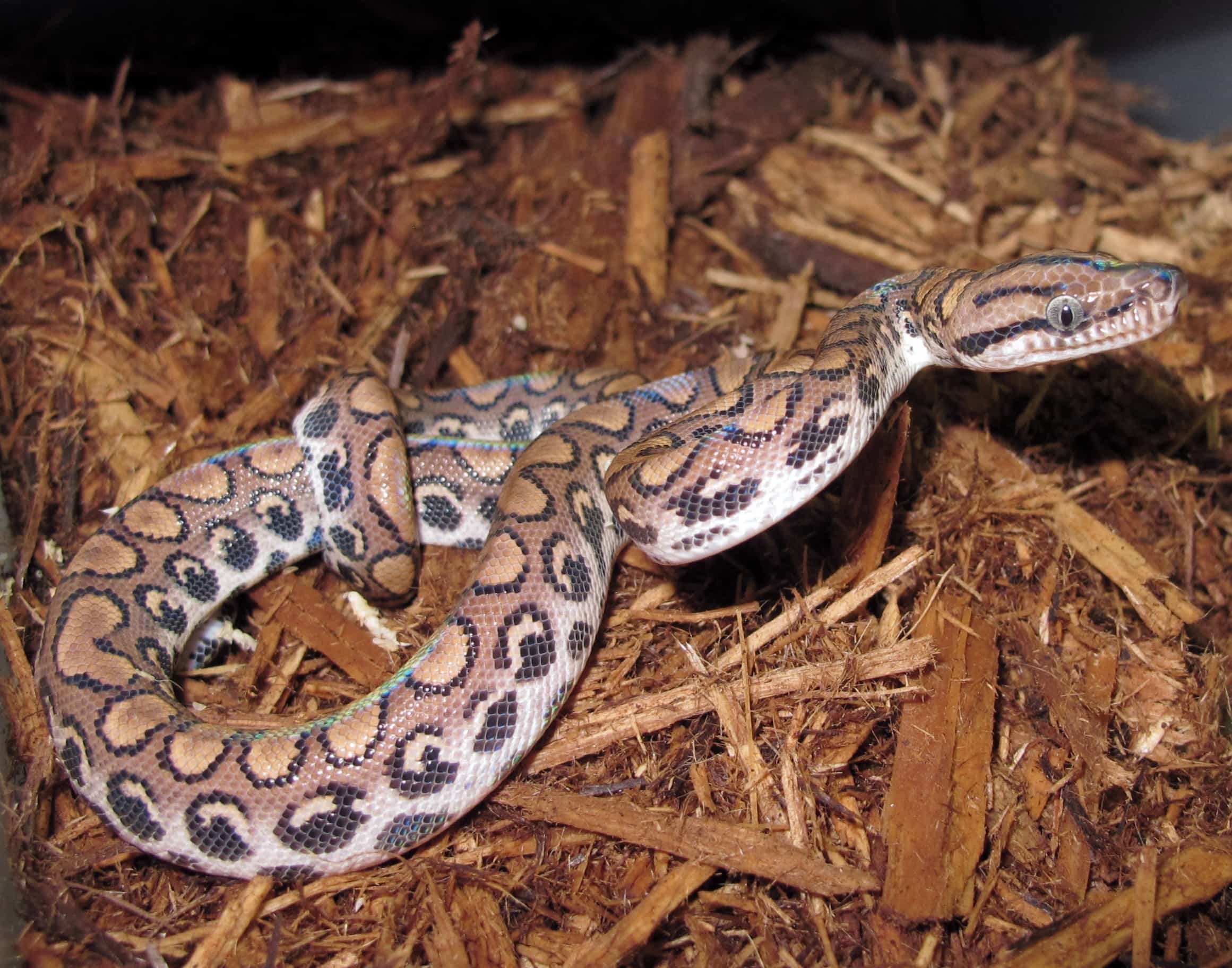 Brazilian Rainbow Boas