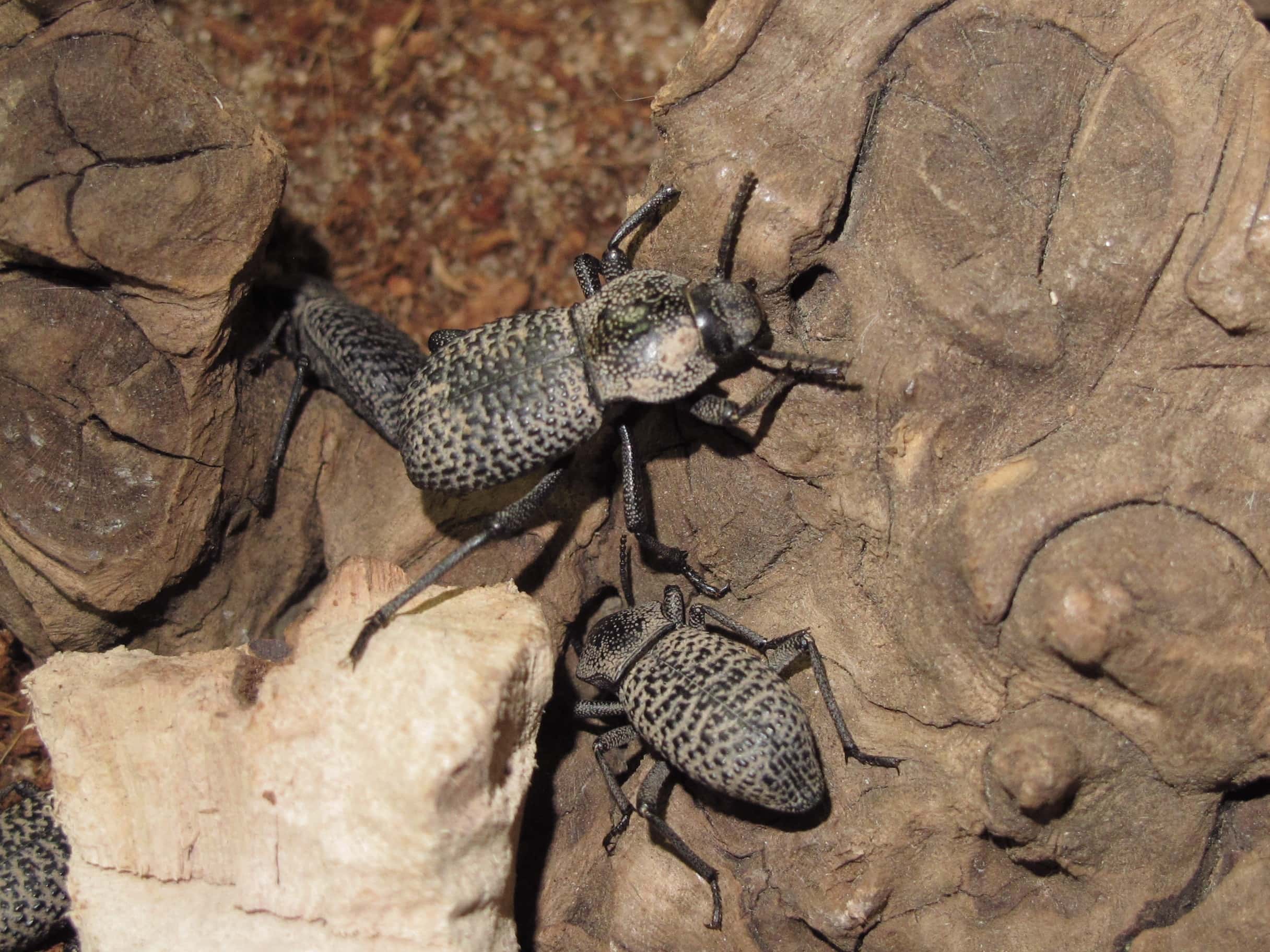 Black Death Feigning Beetles