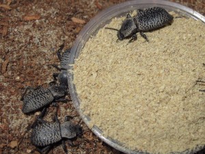 Black Death Feigning Beetles