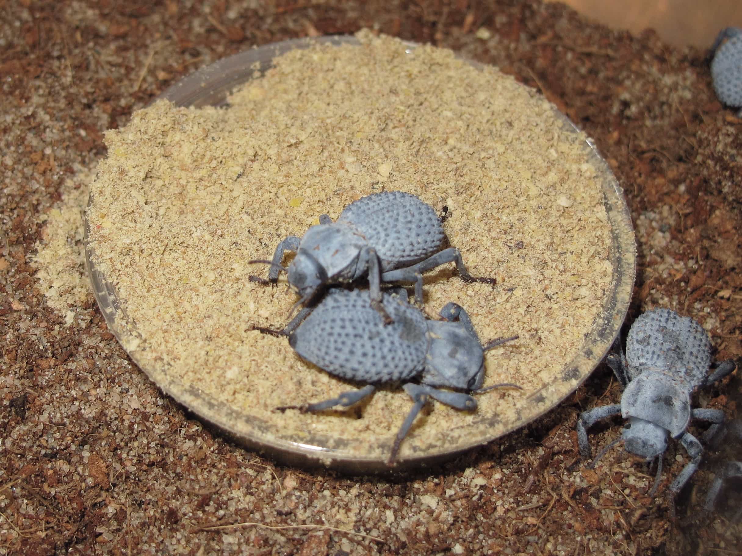 Blue Death Feigning Beetles