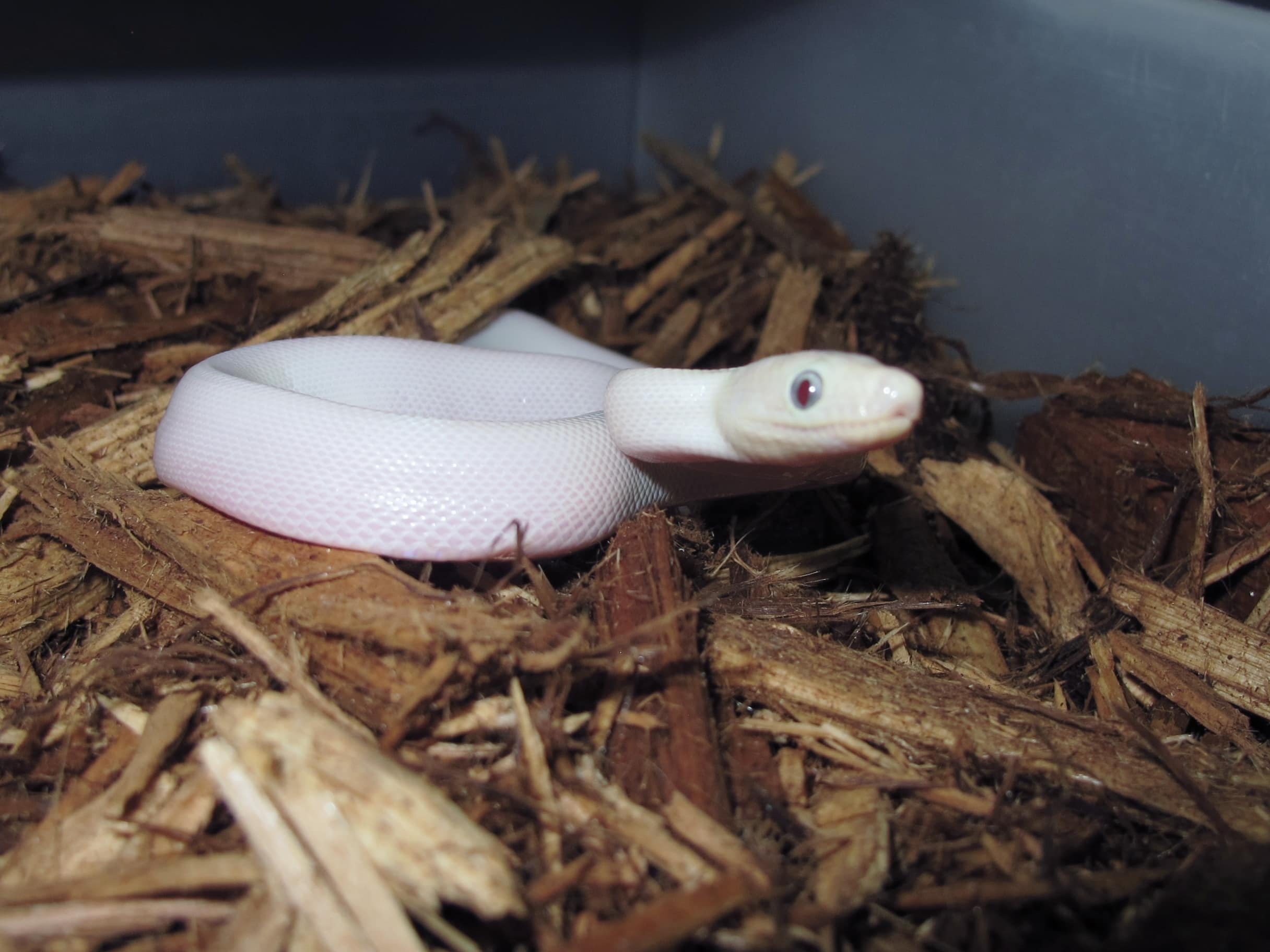 Colombian Rainbow Boas