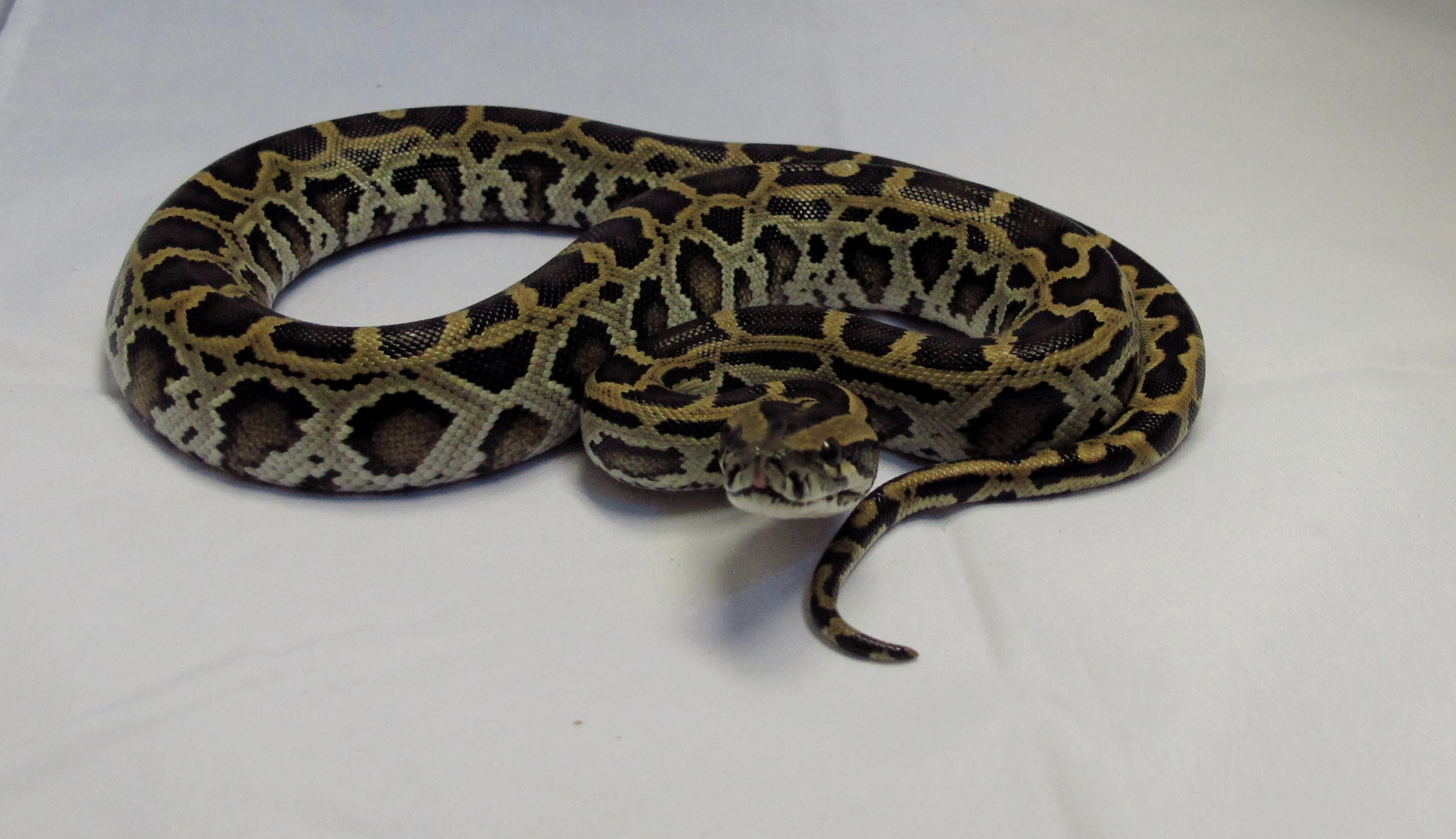 Burmese Python