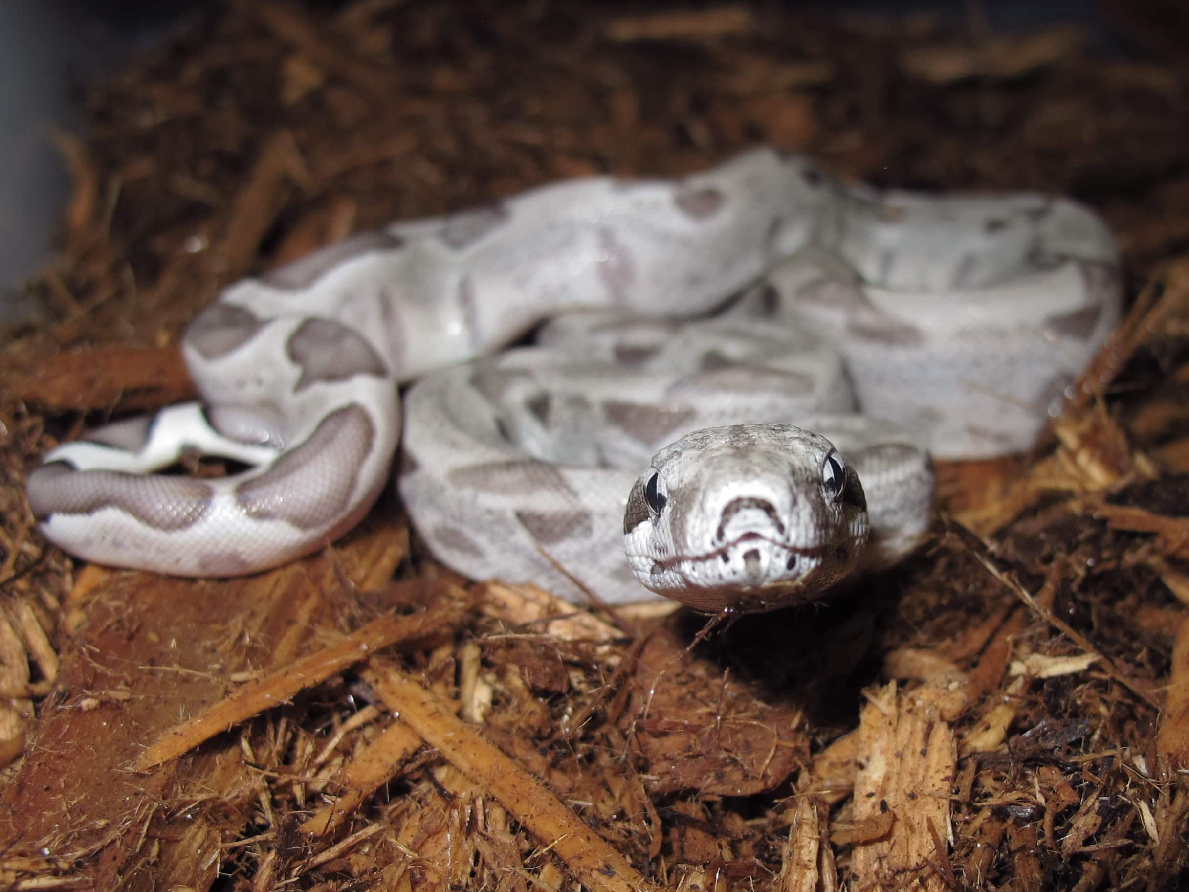 Red Tail Boas