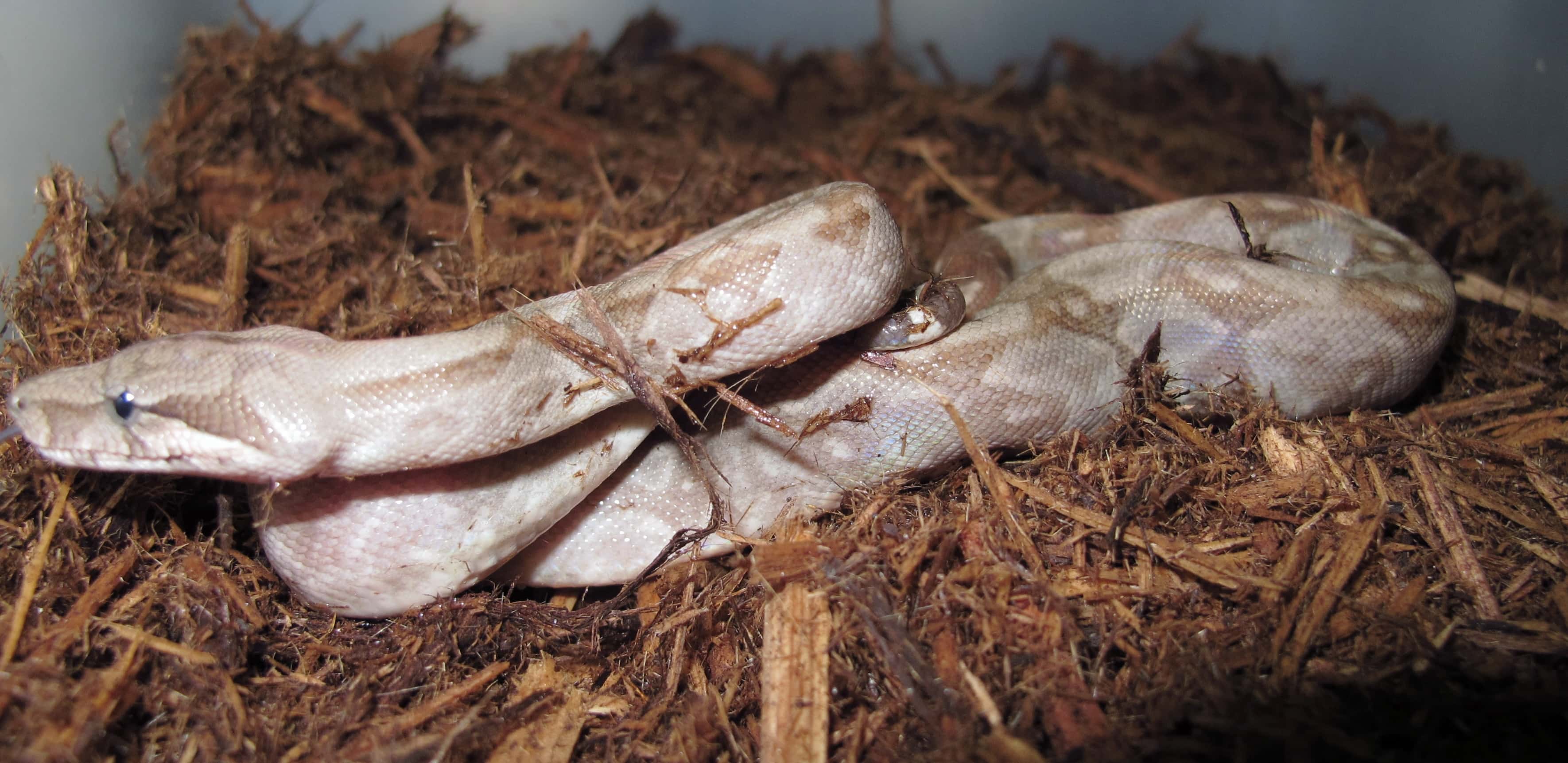 Nicaraguan Boas T+ Albino