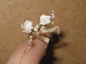 Devils Flower Mantis Idolomantis diabolica (3)