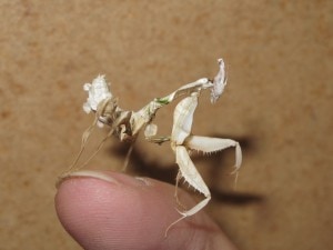 Devils Flower Mantis Idolomantis diabolica (5)
