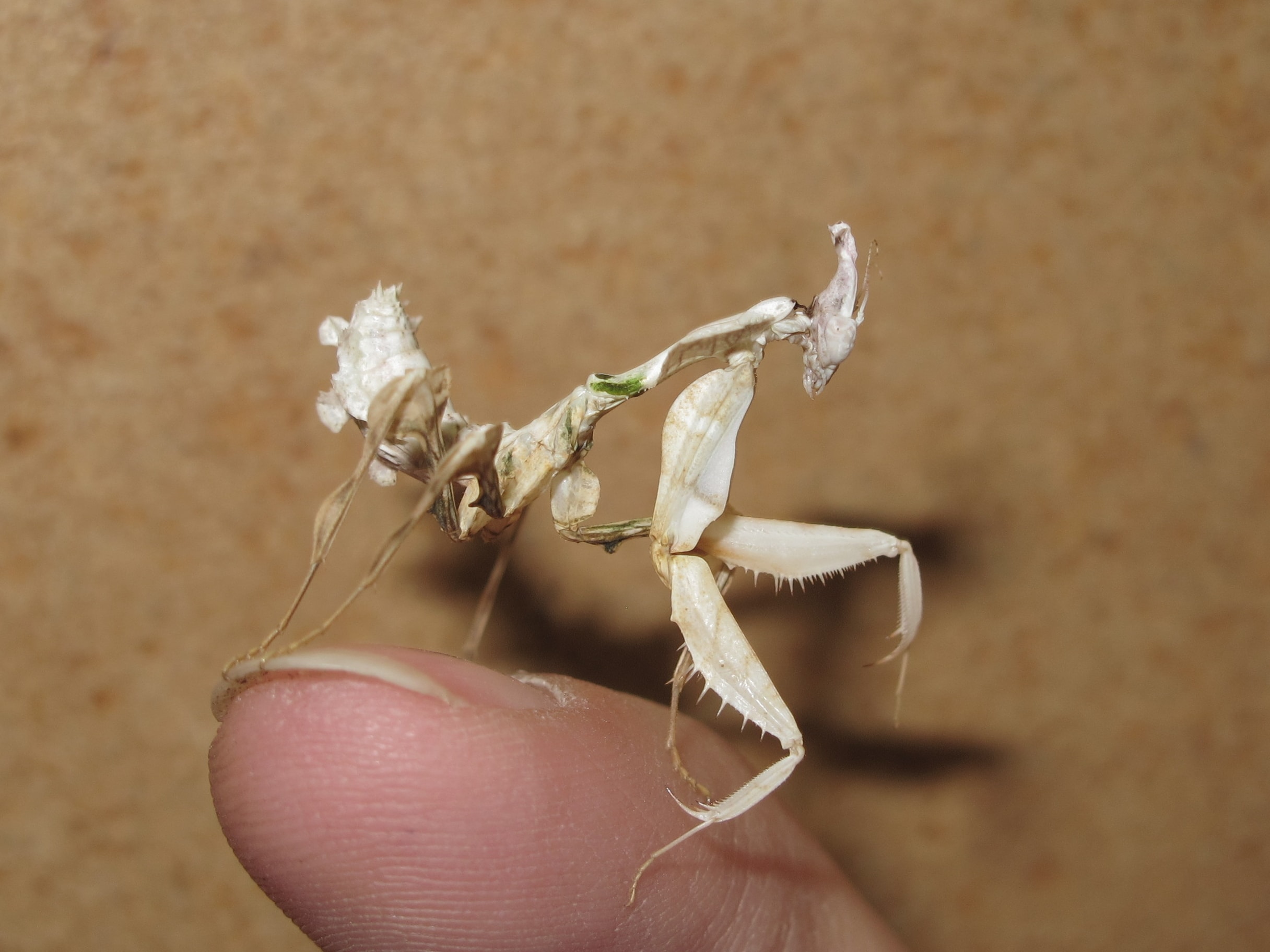 Devil's Flower Mantis (Idolomantis diabolica)