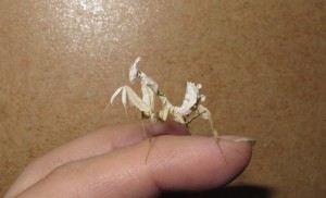 Devils Flower Mantis Idolomantis diabolica (6)