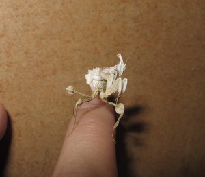 Devils Flower Mantis Idolomantis diabolica (7)