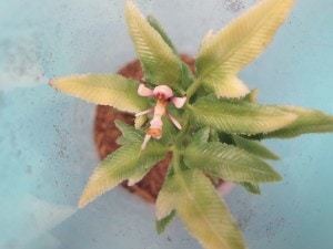 Orchid Mantis Hymenopus coronatus (10)