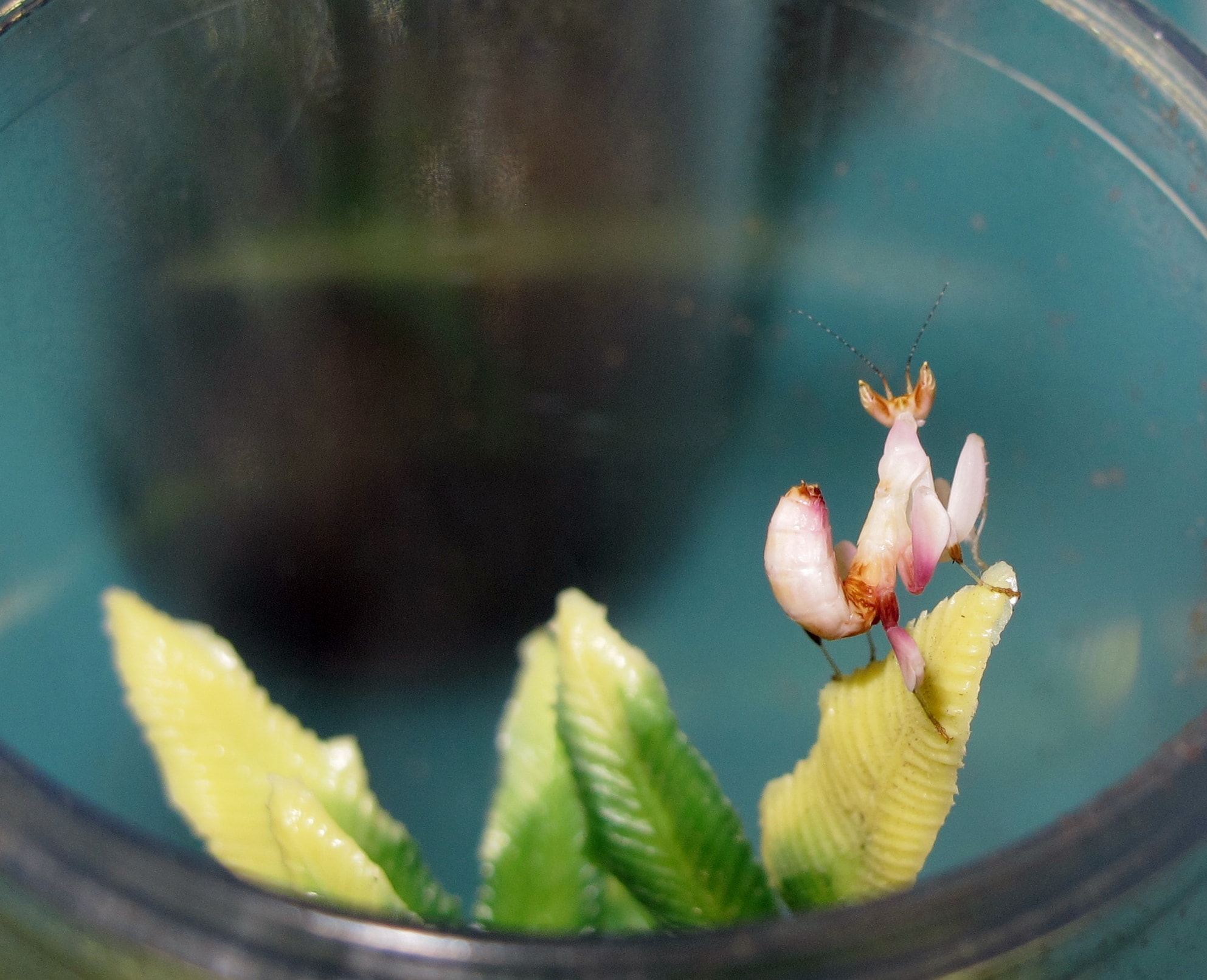 Pink Orchid Mantis (Hymenopus coronatus)