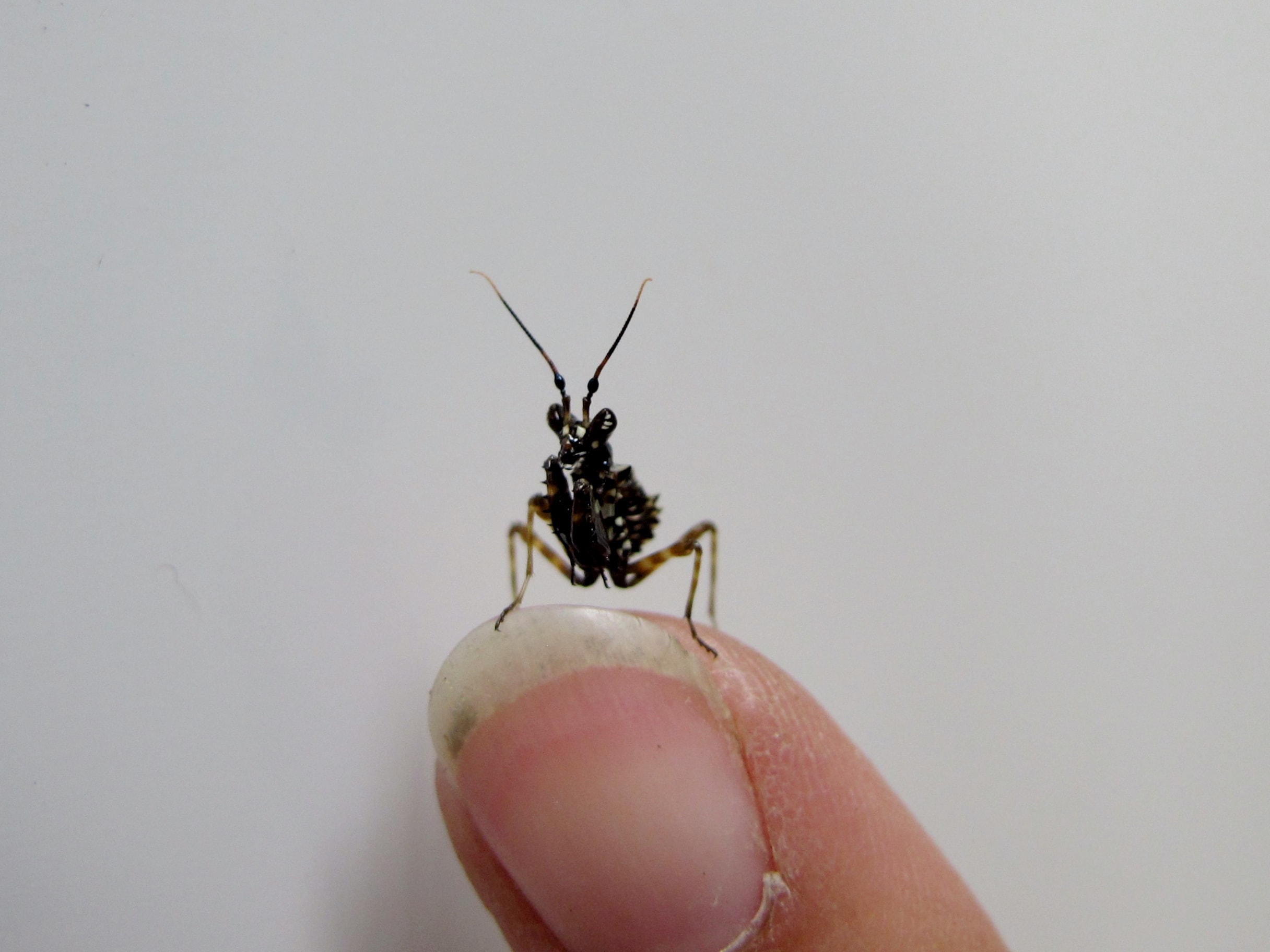 Spiny Flower Mantis (Pseudocreobotra wahlbergi)