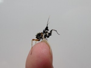 Spiny Flower Mantis Pseudocreobotra wahlbergi (2)
