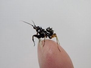 Spiny Flower Mantis Pseudocreobotra wahlbergi (4)