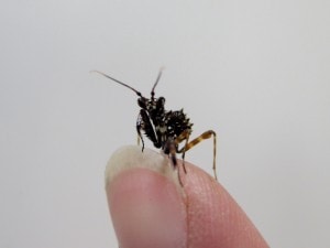 Spiny Flower Mantis Pseudocreobotra wahlbergi (5)