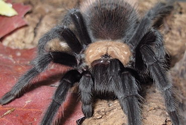 Brachypelma Albiceps