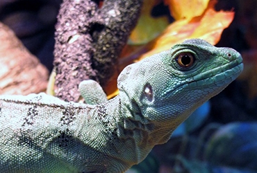 Iguana