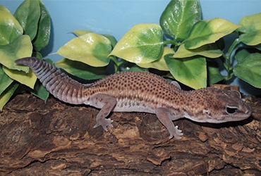 Gecko