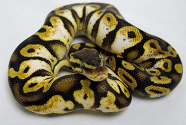 Python