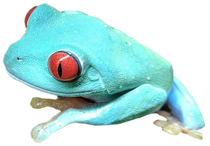 Blue Frog